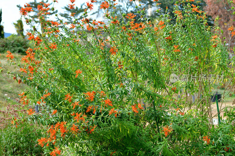 Leonotis Leonurus /狮子的尾巴:耀眼的橙色花朵